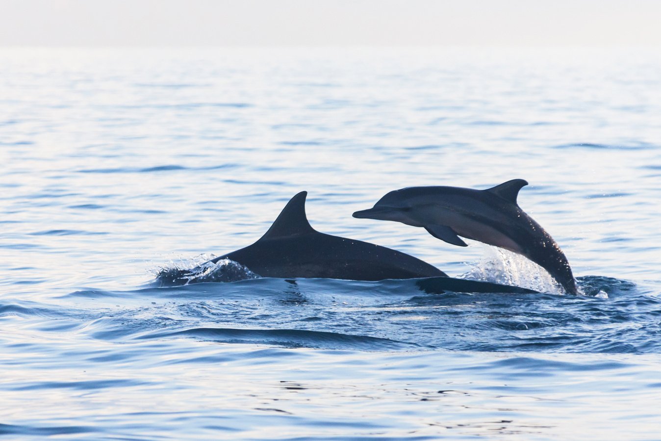 Dolphin Beach Lovina Bali, Dolphin Jumping